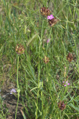 Dianthus andrzejowskianus