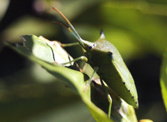 Biprorulus bibax