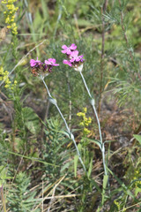Dianthus andrzejowskianus