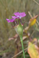 Dianthus andrzejowskianus