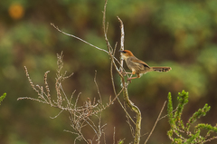 Cisticola nigriloris