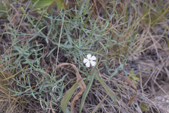Dianthus ramosissimus