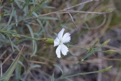 Dianthus ramosissimus