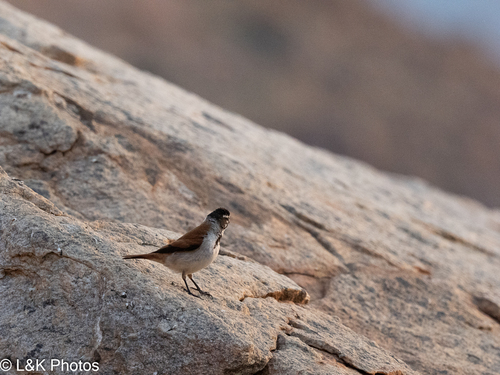 iNaturalist image