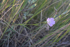 Dianthus campestris