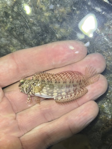 Salarias fasciatus observed 2026-10-24