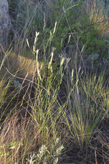 Dianthus leptopetalus