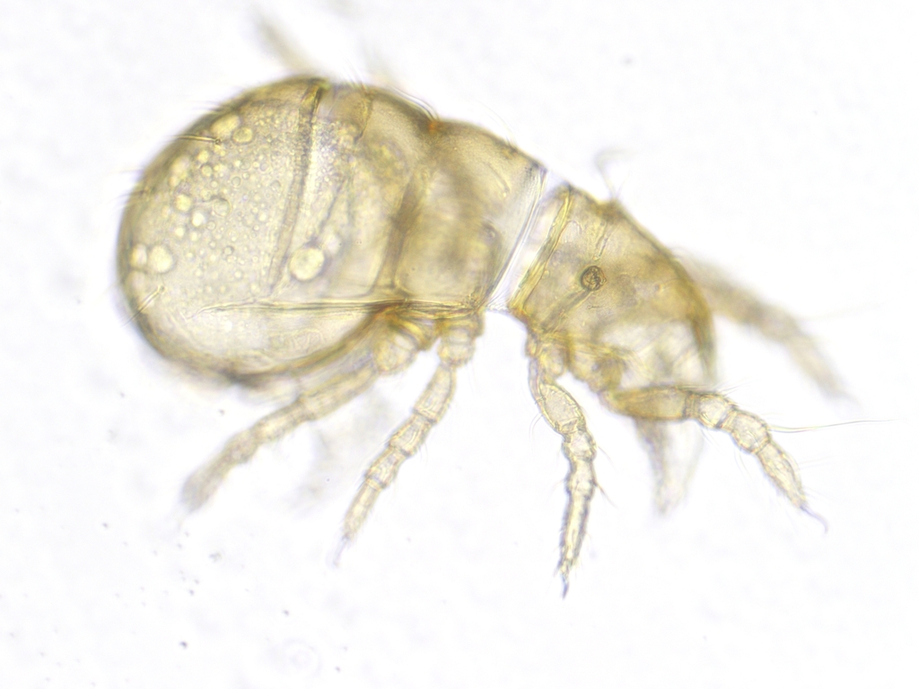 Eniochthoniidae