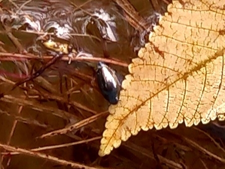 Gyrinus distinctus