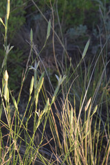 Dianthus leptopetalus