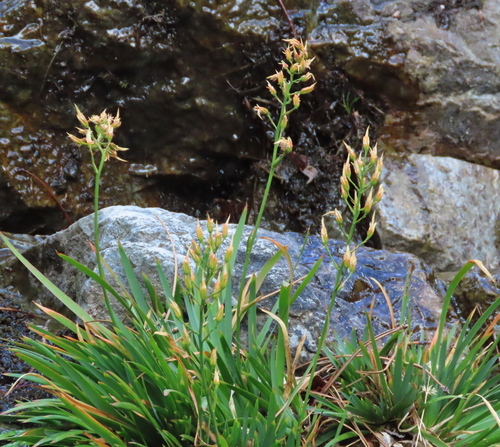 Narthecium reverchonii (Narthecium reverchonii)