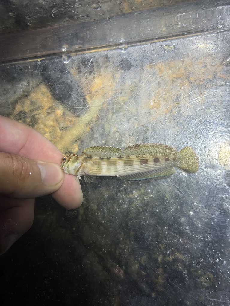 Biliton Blenniella