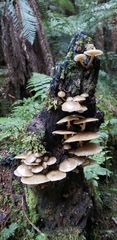 Armillaria novae-zelandiae