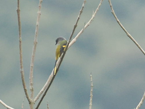 Pericrocotus solaris observed 2026-10-21