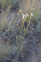 Dianthus leptopetalus