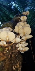 Armillaria novae-zelandiae
