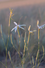 Dianthus leptopetalus