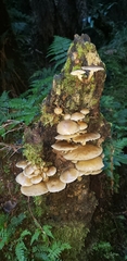 Armillaria novae-zelandiae