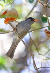 Hypsipetes madagascariensis