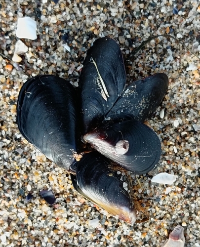 Mytilus edulis observed 2026-10-24