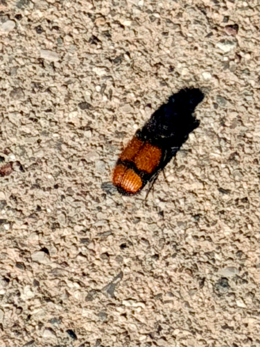 Panagaeus sallei