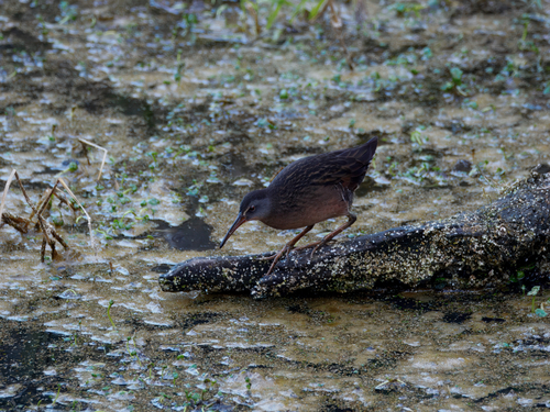 Virginia Rail