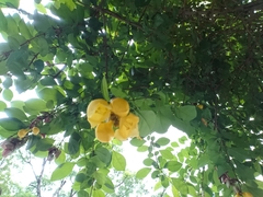 Gmelina philippensis