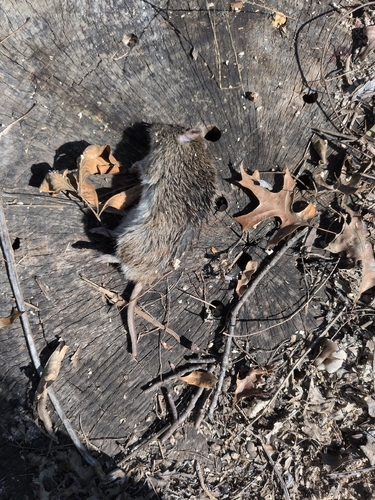 Hispid Cotton Rat
