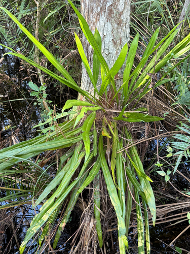 Campyloneurum phyllitidis observed 2026-10-24
