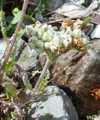 Achillea nana