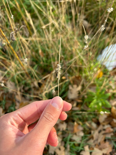 Phleum pratense observed 2026-10-24