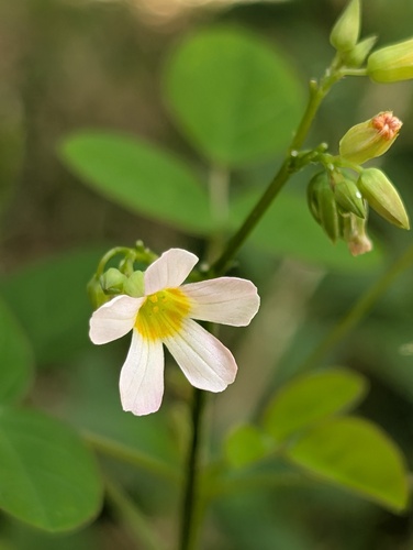 Oxalis barrelieri observed 2026-10-24