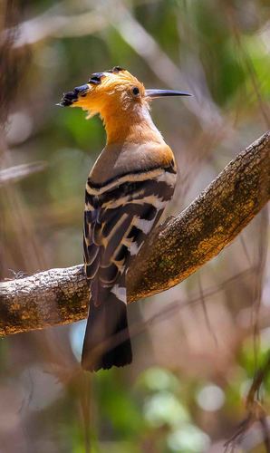 Madagascar Hoopoe