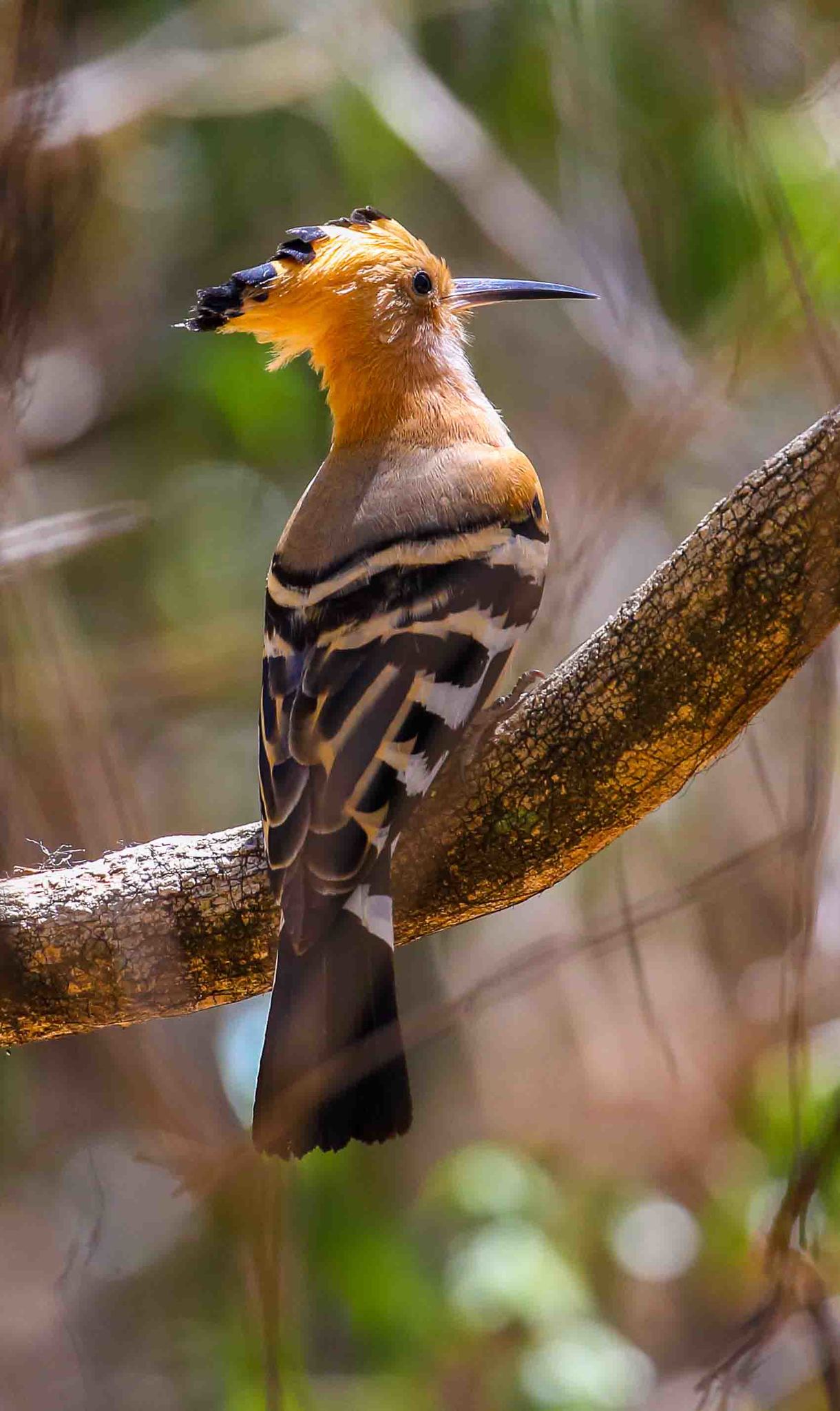 Madagascar Hoopoe (Upupa marginata)  iNaturalist