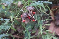 Abrus precatorius africanus