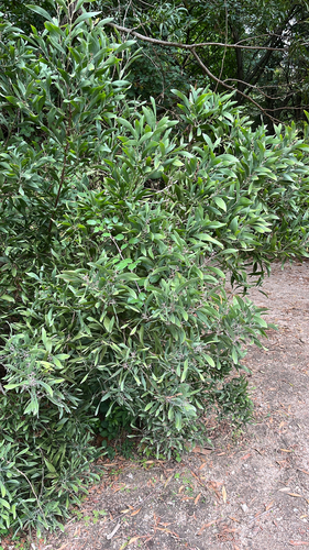 Acacia obtusifolia observed 2026-10-24