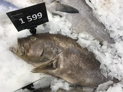 Mycteroperca microlepis