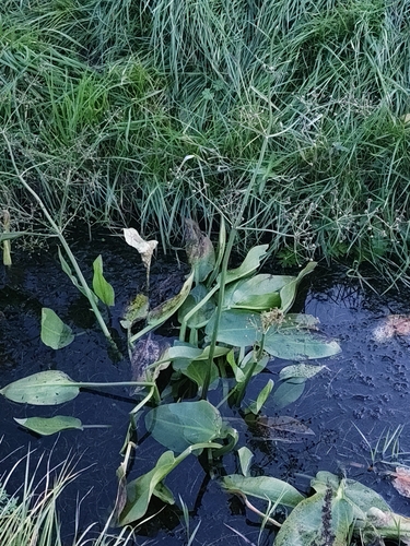 Alisma plantago-aquatica observed 2026-10-24
