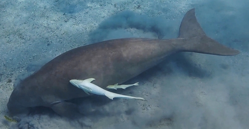 Dugong dugon, 2026-10-11