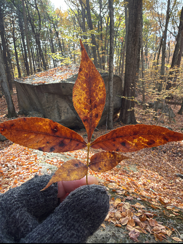 Carya glabra, 2026-10-24