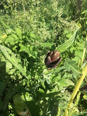 Cynara cardunculus cardunculus