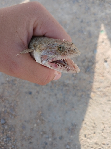 Saurida gracilis observed 2026-10-24