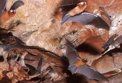 Mormoopidae