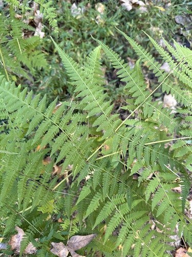 Macrothelypteris torresiana observed 2026-10-24