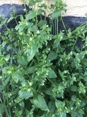 Stellaria media