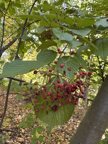 Viburnum dilatatum observed 2026-10-24