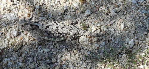 Phrynosoma coronatum observed 2026-10-23