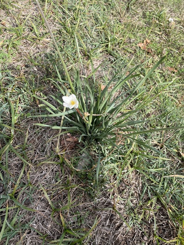 Zephyranthes chlorosolen, 2026-10-24