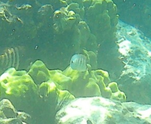 Chaetodon multicinctus observed 2026-10-15