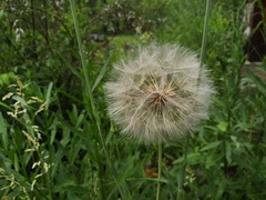Tragopogon sibiricus